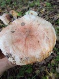 Tricholoma dryophilum image
