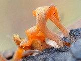 Dacryopinax spathularia image