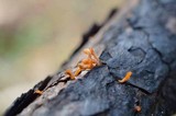 Dacryopinax spathularia image