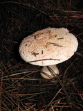 Amanita cruentilemurum image