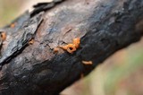 Dacryopinax spathularia image