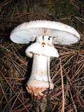 Amanita cruentilemurum image