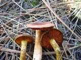 Cortinarius cinnamomeus image