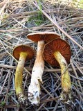 Cortinarius cinnamomeus image