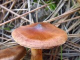 Cortinarius cinnamomeus image