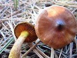 Cortinarius cinnamomeus image
