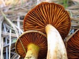 Cortinarius cinnamomeus image