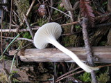Hygrocybe russocoriacea image