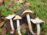 Inocybe geophylla image