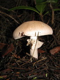 Agaricus hondensis image