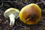 Floccularia albolanaripes image