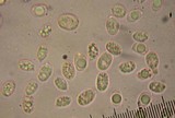 Floccularia albolanaripes image
