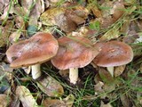 Hebeloma theobrominum image