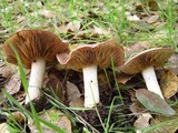 Hebeloma theobrominum image