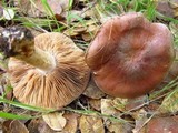 Hebeloma theobrominum image