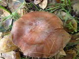 Hebeloma theobrominum image