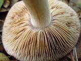 Hebeloma theobrominum image