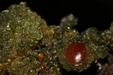 Leptogium phyllocarpum var. phyllocarpum image