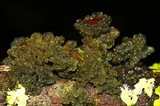Leptogium phyllocarpum var. phyllocarpum image