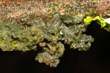 Leptogium phyllocarpum var. phyllocarpum image