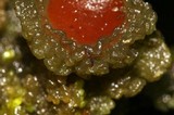 Leptogium phyllocarpum var. phyllocarpum image