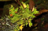 Pseudocyphellaria aurata image
