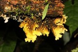 Pseudocyphellaria aurata image
