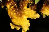 Pseudocyphellaria aurata image