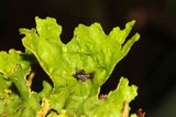 Pseudocyphellaria aurata image