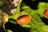Pseudocyphellaria aurata image