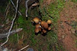 Psathyrella piluliformis image