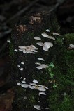 Panellus pusillus image