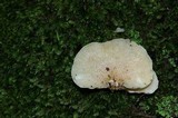 Panellus pusillus image