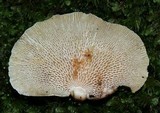 Panellus pusillus image