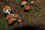 Psathyrella piluliformis image
