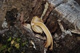 Psathyrella piluliformis image