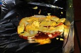 Amanita yema image