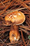 Gyroporus castaneus image