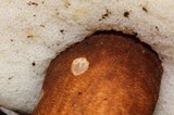 Gyroporus castaneus image