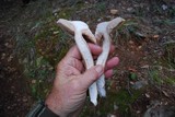 Armillaria solidipes image