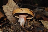 Lactarius rubrilacteus image