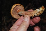 Lactarius rubrilacteus image