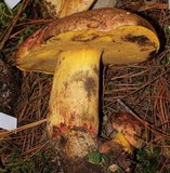 Boletus regius image