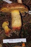 Boletus regius image