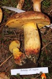 Boletus regius image