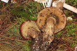 Leccinum monticola image