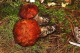 Leccinum monticola image