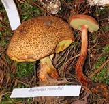 Boletellus russellii image