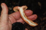 Lactarius rubrilacteus image
