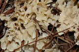 Hydnopolyporus fimbriatus image